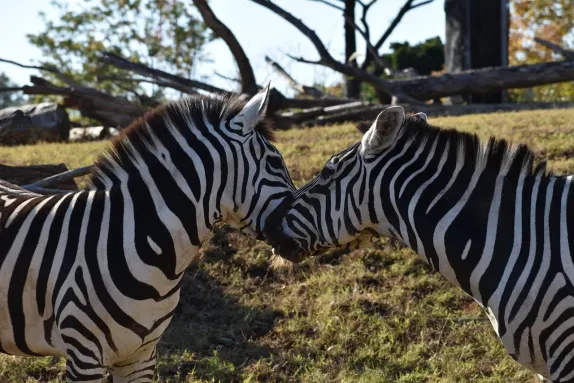 Casino Rockn Rolla Assistance